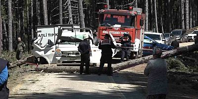 Bursa Uludağ’da kahreden ölüm; Devrilen ağaç can aldı