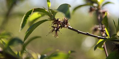 Bursa’ya kritik uyarı! 6 ilçedeki çiftçiler dikkat...