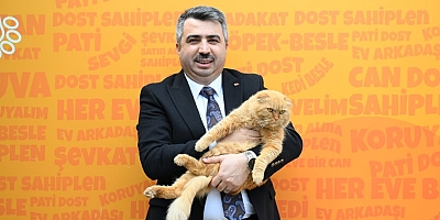 Bursa Yıldırım'da sokak hayvanlarına 100 adet kedi evi!