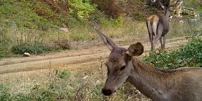 Dünya güzelleri; Bursa'nın kızıl geyikleri...