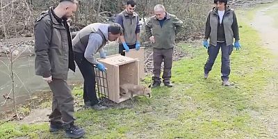 Dünya Yaban Hayatı Günü’nde Bursa'da doğaya bırakıldılar!
