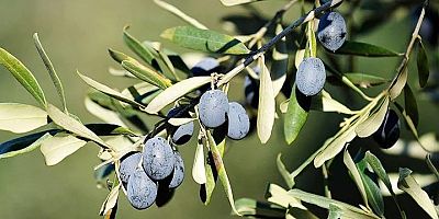 Gemlik-Orhangazi Zeytin Festivali başlıyor