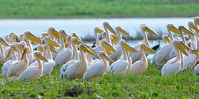 Göç yolundaki pelikan sürüsünün Bursa molası