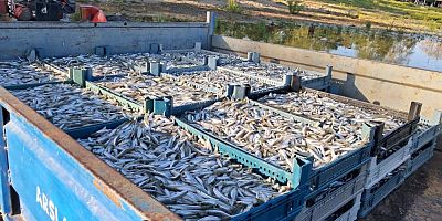 İznik Gölü’nde bereketli sezon!