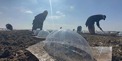 Karacabey Ovası’nda turfanda karpuz ekimi başladı