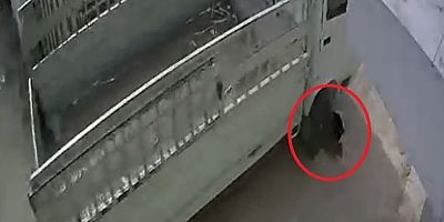 Kedi ezen sürücüye bakın ne ceza verildi!