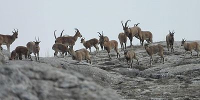 Köyceğiz’de 11 yaban keçisinin avlanması için ihale yapılacak