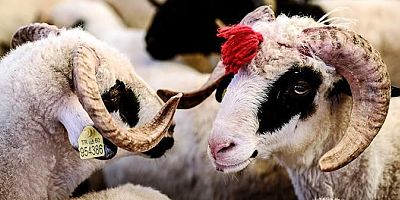 Kurban tebliği yürürlükte: Uymayanı ağır ceza bekliyor