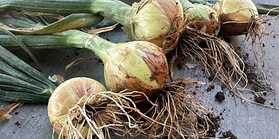 Kuru soğan Bursa’da çiftçinin umudu oldu!