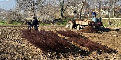 Türkiye'de her bahçenin yolu Bursa'nın Cerrah köyünden geçiyor