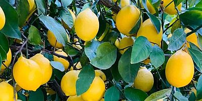 Türkiye’deki limon ihracatında dikkat çeken artış