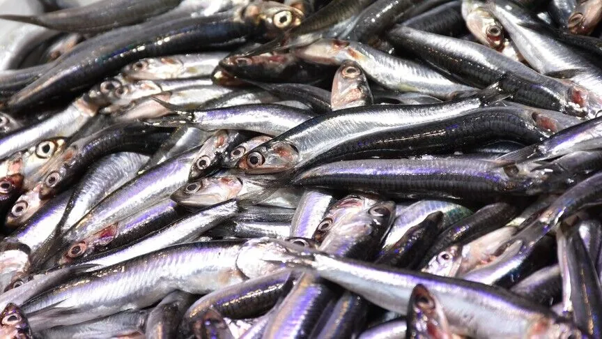 Türkiye hamsi ihracatı 7 ayda 10,8 milyon dolara ulaştı