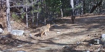 Uludağ’da Altın Çakallar fotokapana yakalandı