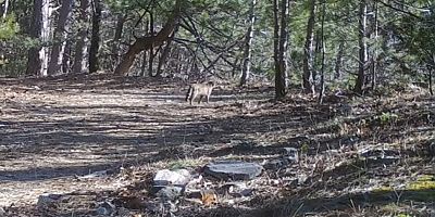 Uludağ’da yaban kedisi fotokapana takıldı