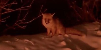 Uludağ yolunda tilki görüntülendi