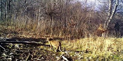 Yaban kedisi Bursa’da görüldü!