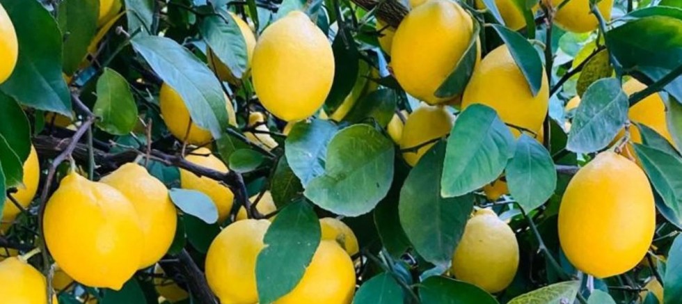 Türkiye’deki limon ihracatında dikkat çeken artış