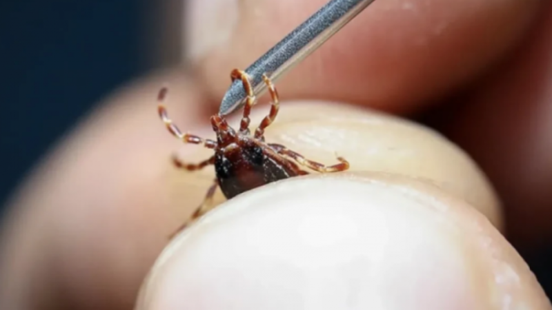 Türkiye'de yeni bir kene tespit edildi