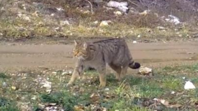 Uludağ'da yaban kedisi fotokapana takıldı