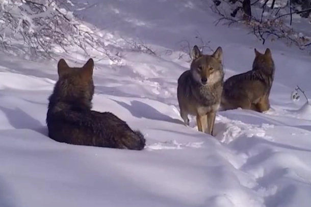 Uludağ'daki kurtlar fotokapana böyle takıldı