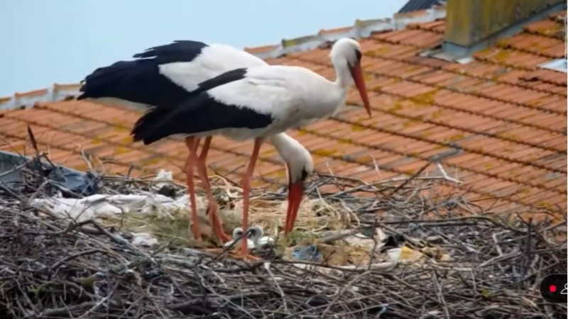Yaren'in vericili yavrusundan güzel haber!