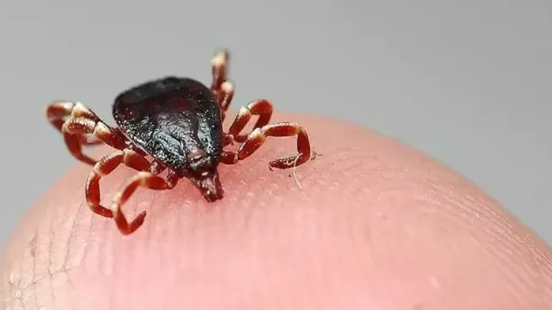 Yaz aylarında kene tehlikesine dikkat