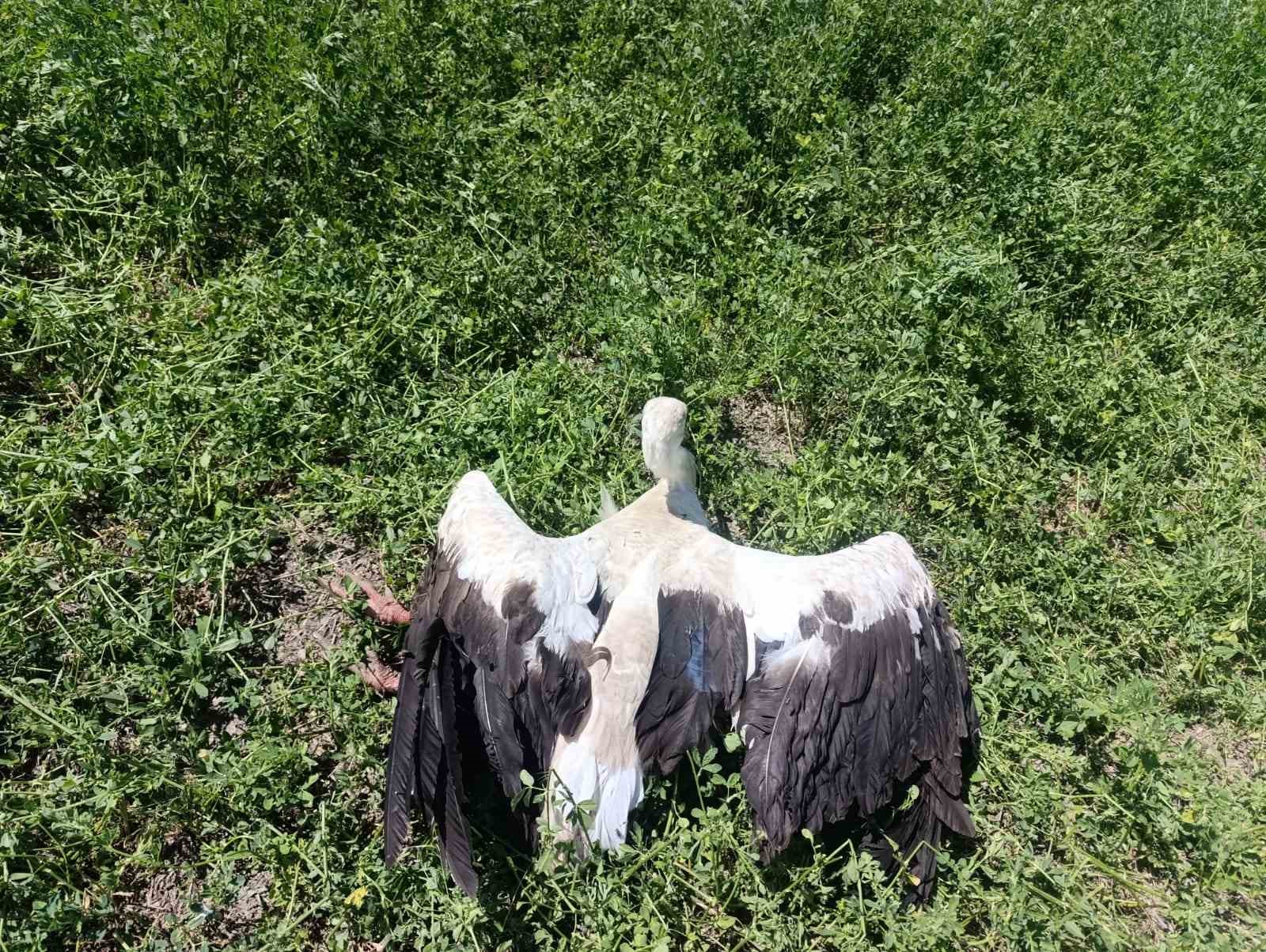 Yonca tarlasında yaralı leylek bulundu
