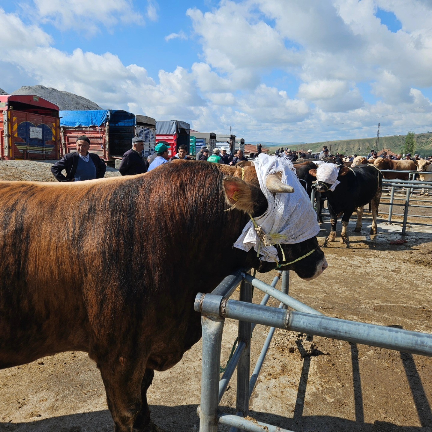 Yozgat genelindeki hayvan pazarları tedbir amaçlı kapatıldı