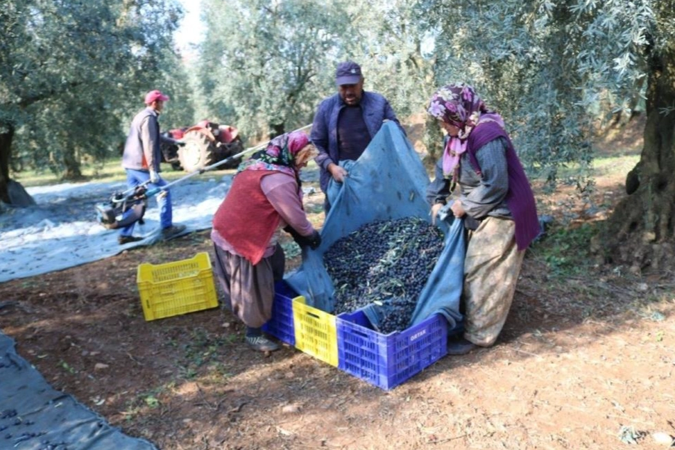 Zeytinyağı ihracatı hızlı gidiyor, ABD'ye ihracat 5 katına ulaştı