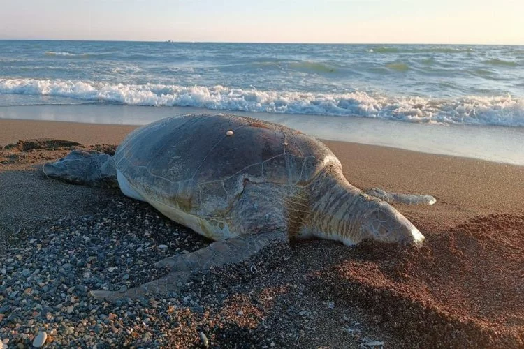 2 deniz kaplumbağası sahile vurdu