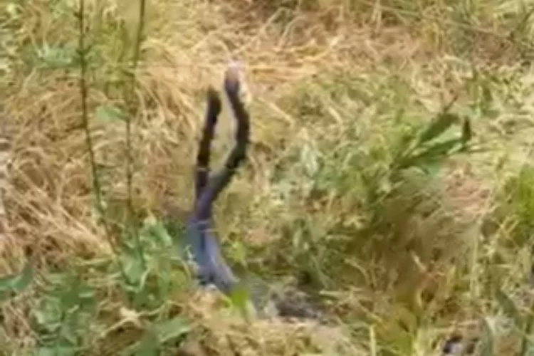 Bingöl’de yılanların dansı