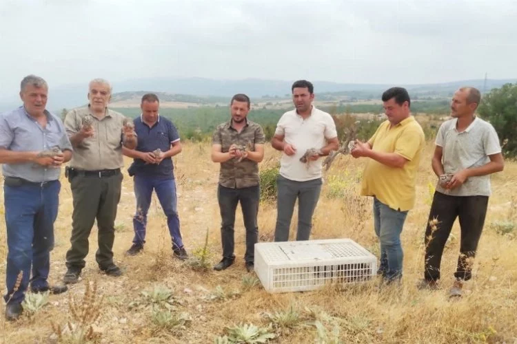Bursa'da avı yasaklanan keklikler doğaya salındı