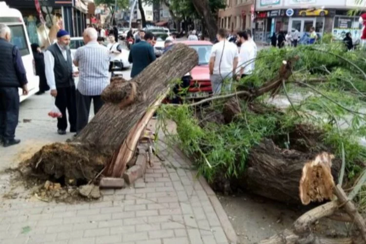 Bursa’da şok görüntü! Otomobilin üzerine ağaç devrildi