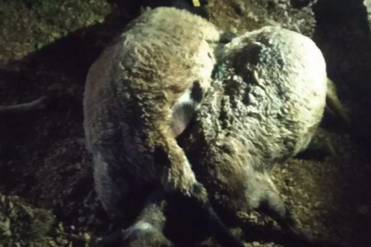 Çoban yaralandı, 63 koyun telef oldu