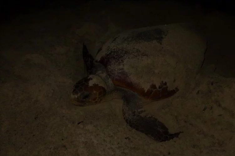 Deniz kaplumbağası yumurtalarını sahile bıraktı