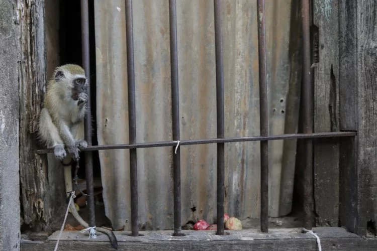 Maymunların kaçırdığı bebek öldü