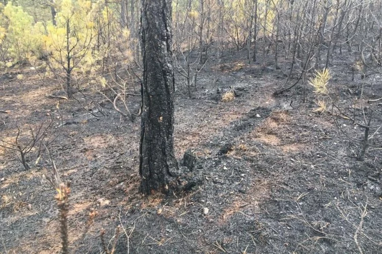 Yangını söndürüldü, yüzlerce ağaç küle döndü