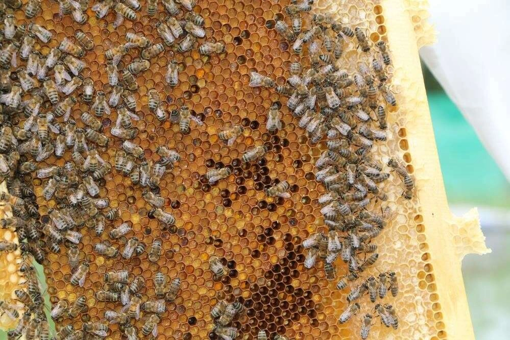 ANZER BALI COĞRAFİ İŞARET TESCİLİ ALDI 