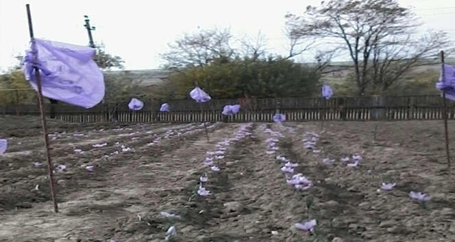 GAGAUZYA'DA SAFRAN TARLASI KURDULAR