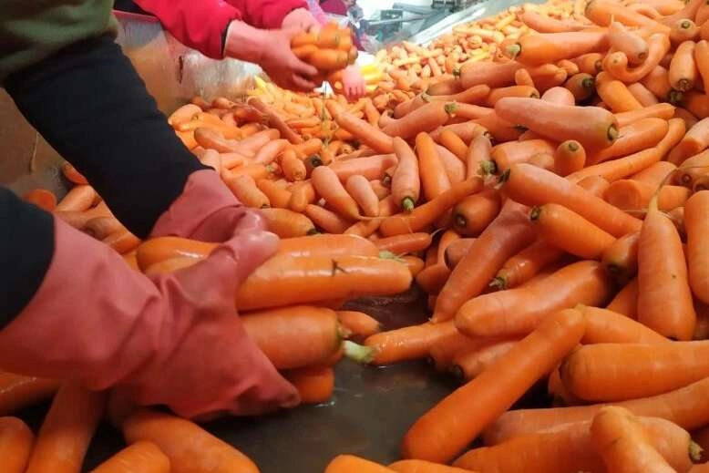Havuçlar piyasaya gelmek için eksi 15 'de bekletiliyor