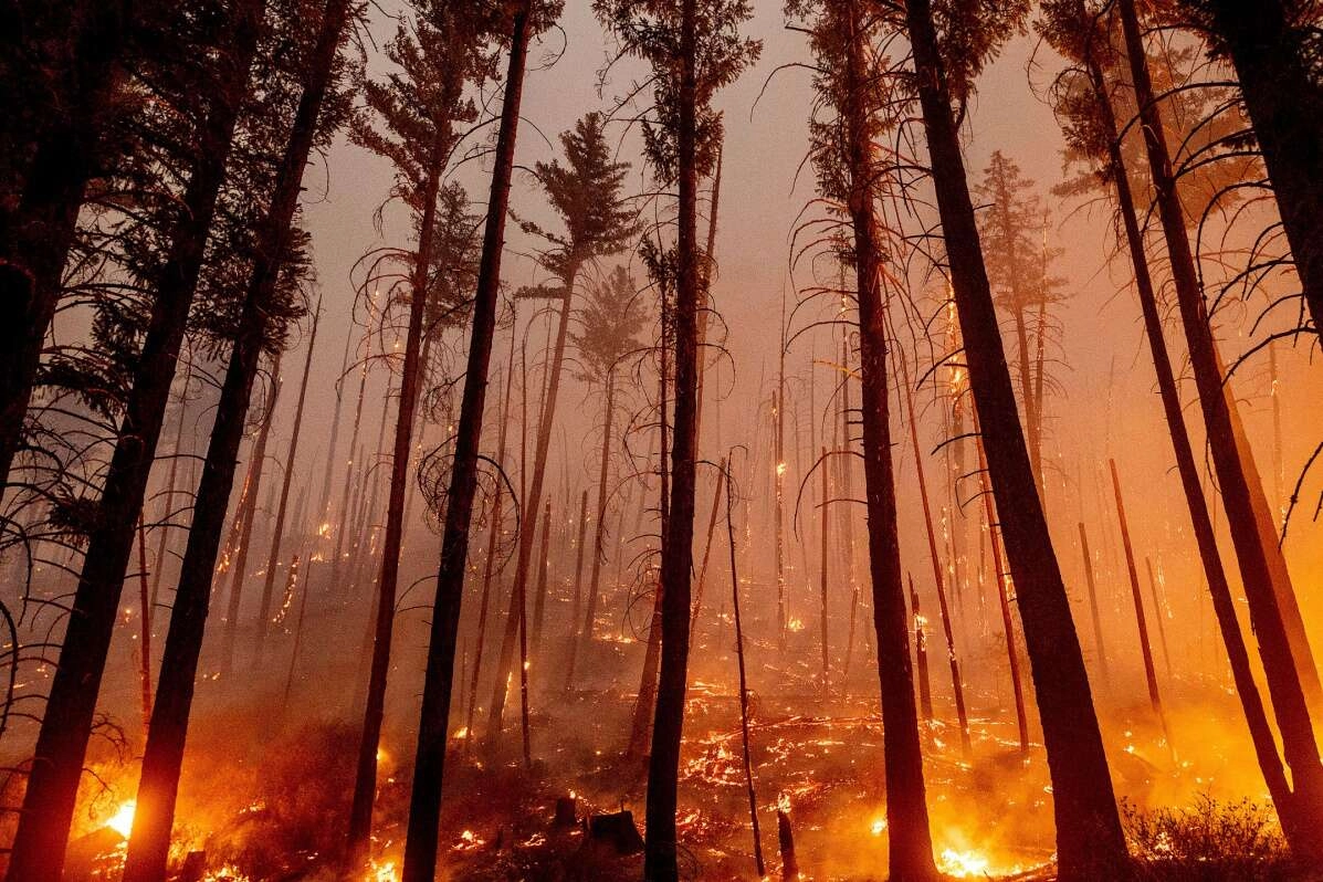 Dev sekoya ağaçları tehlike altında