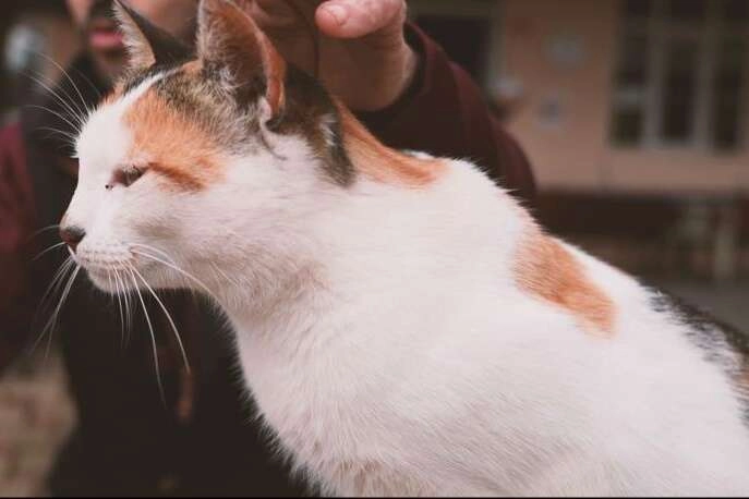 Gürsu'nun yaramaz 'Karahıdır'ı