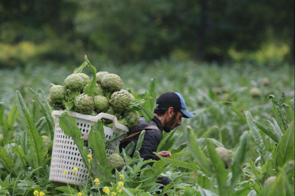 Enginar hasadı başladı