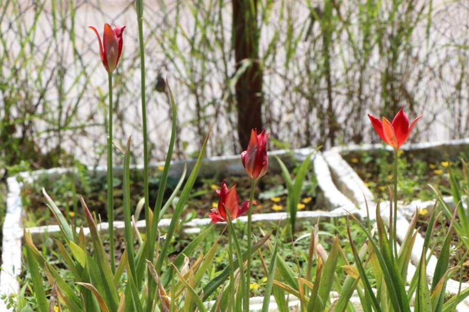 yitik lale’ 127 yıl sonra anavatanında can buldu