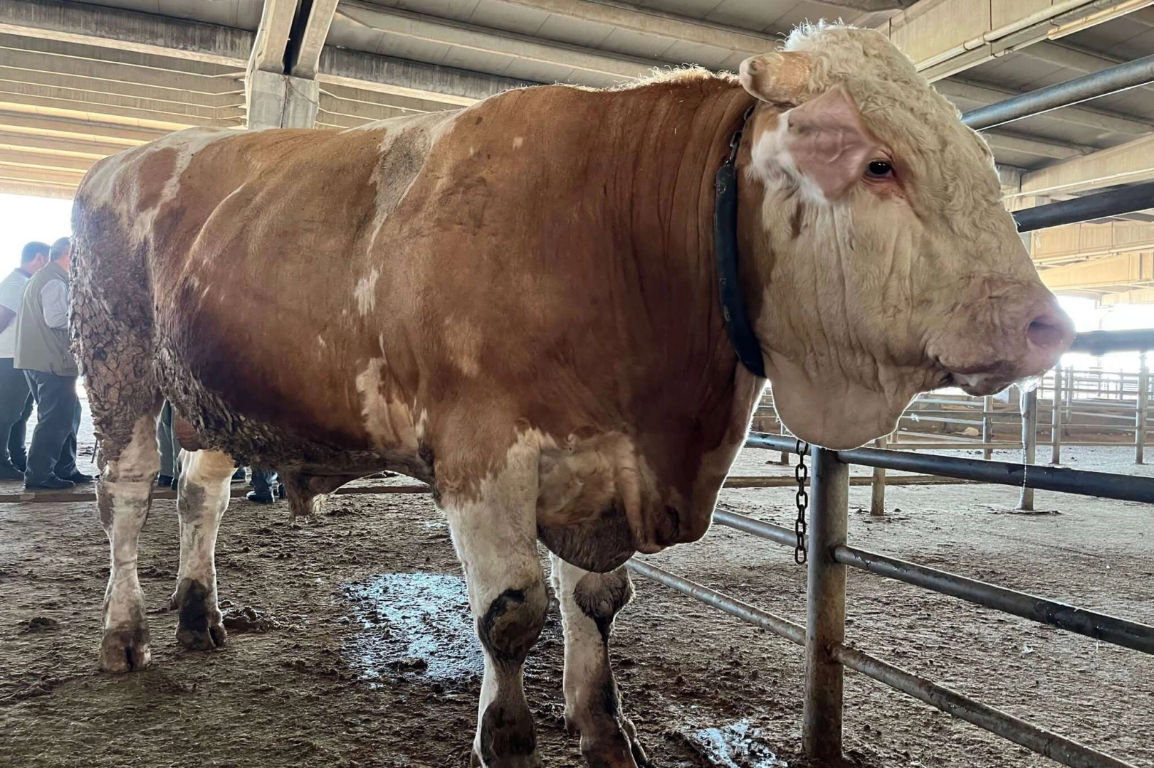 Tosun alıcısını bekliyor