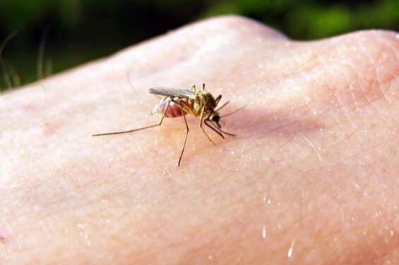 Tatiliniz kabus olmasın, tek bir ısırığı bile öldürebilir