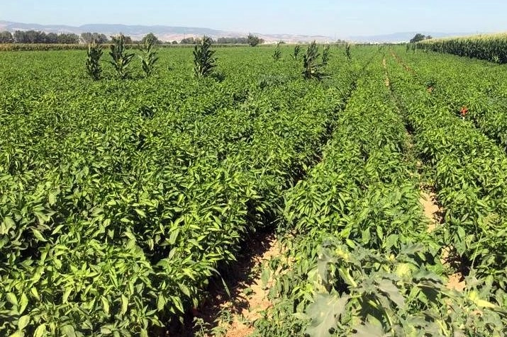 Tarlada 5 liraya satılmıyor, pazarda 35 liraya alıcı buluyor