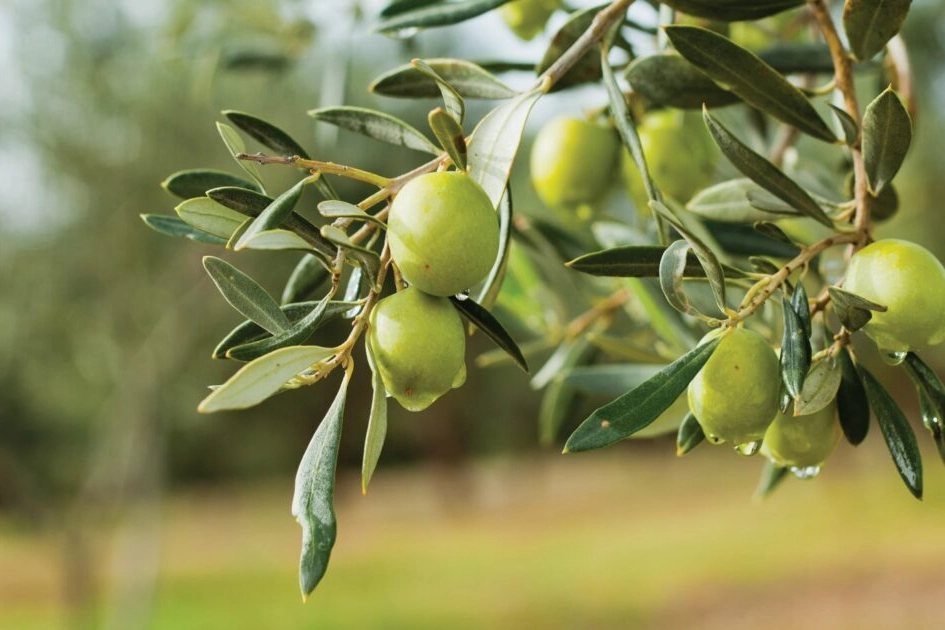 ‘Zeytin cenneti’ Tirilye’de üretim bitiyor: ‘Biz son nesiliz’