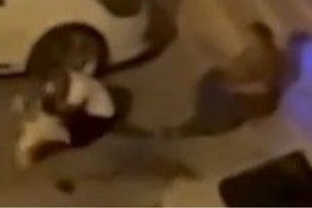 Evden kaçan pitbull dehşet saçtı