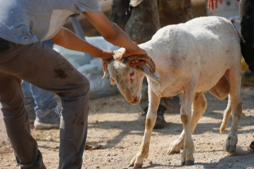 Kurban kesim bedeli açıklandı